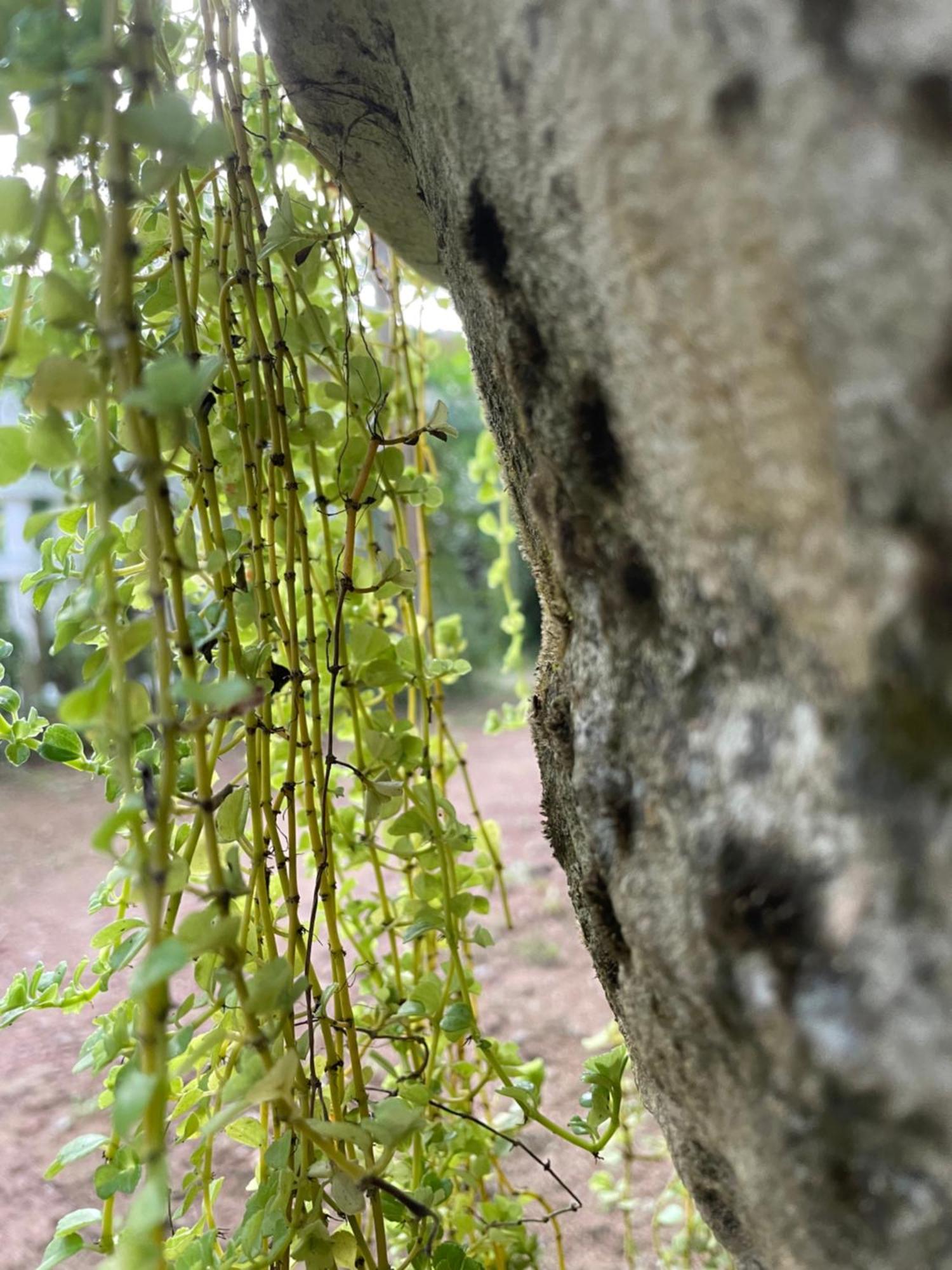ホテル Eco Garden Hiriketiya ディックウェラ エクステリア 写真