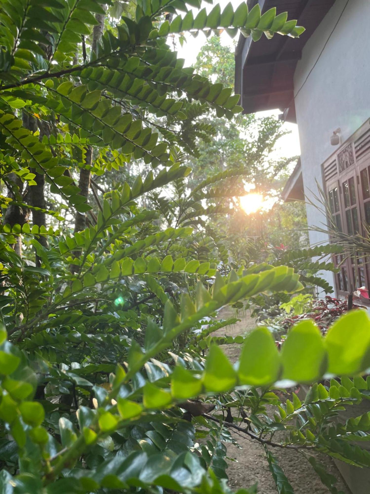ホテル Eco Garden Hiriketiya ディックウェラ エクステリア 写真