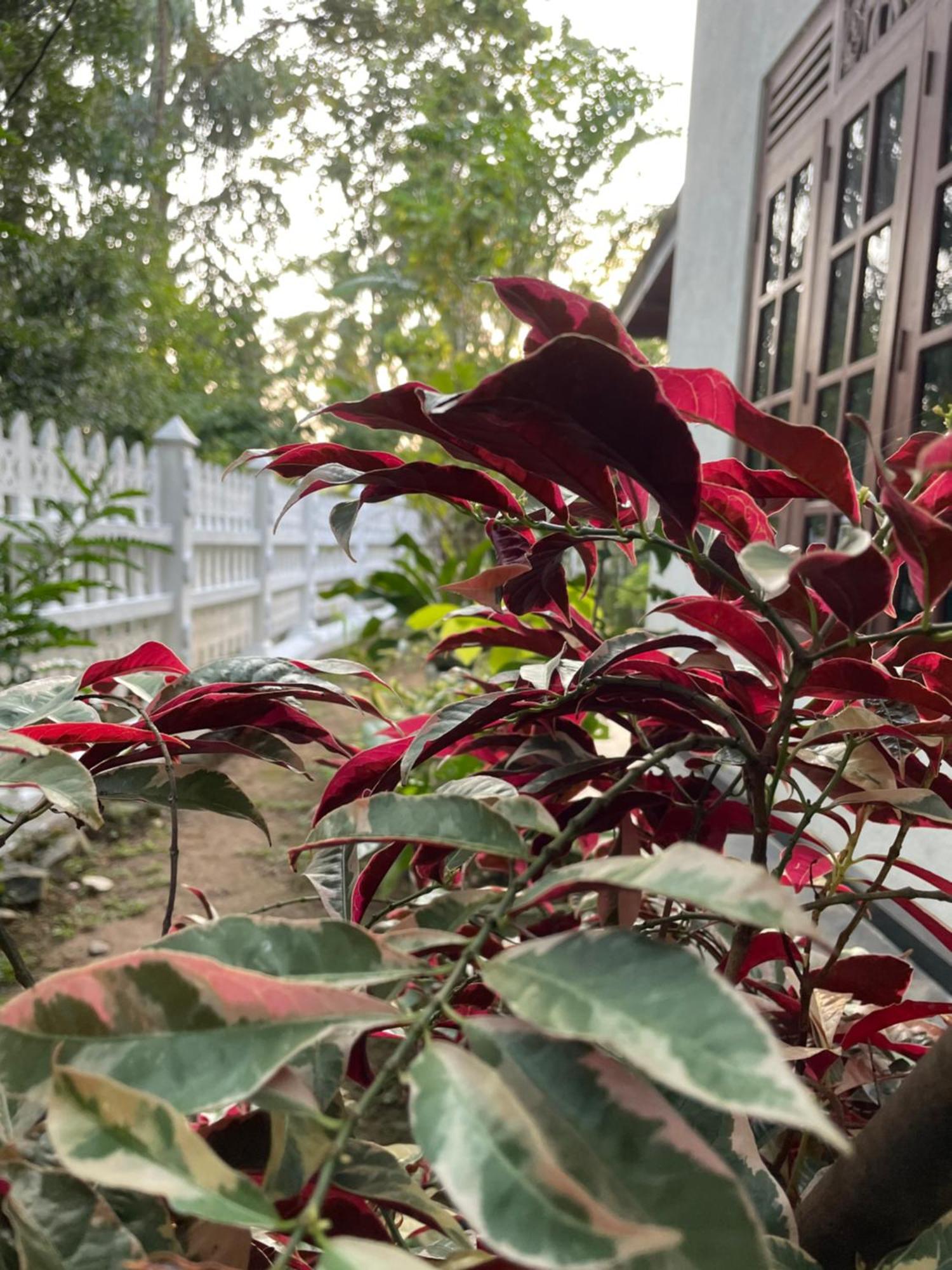 ホテル Eco Garden Hiriketiya ディックウェラ エクステリア 写真