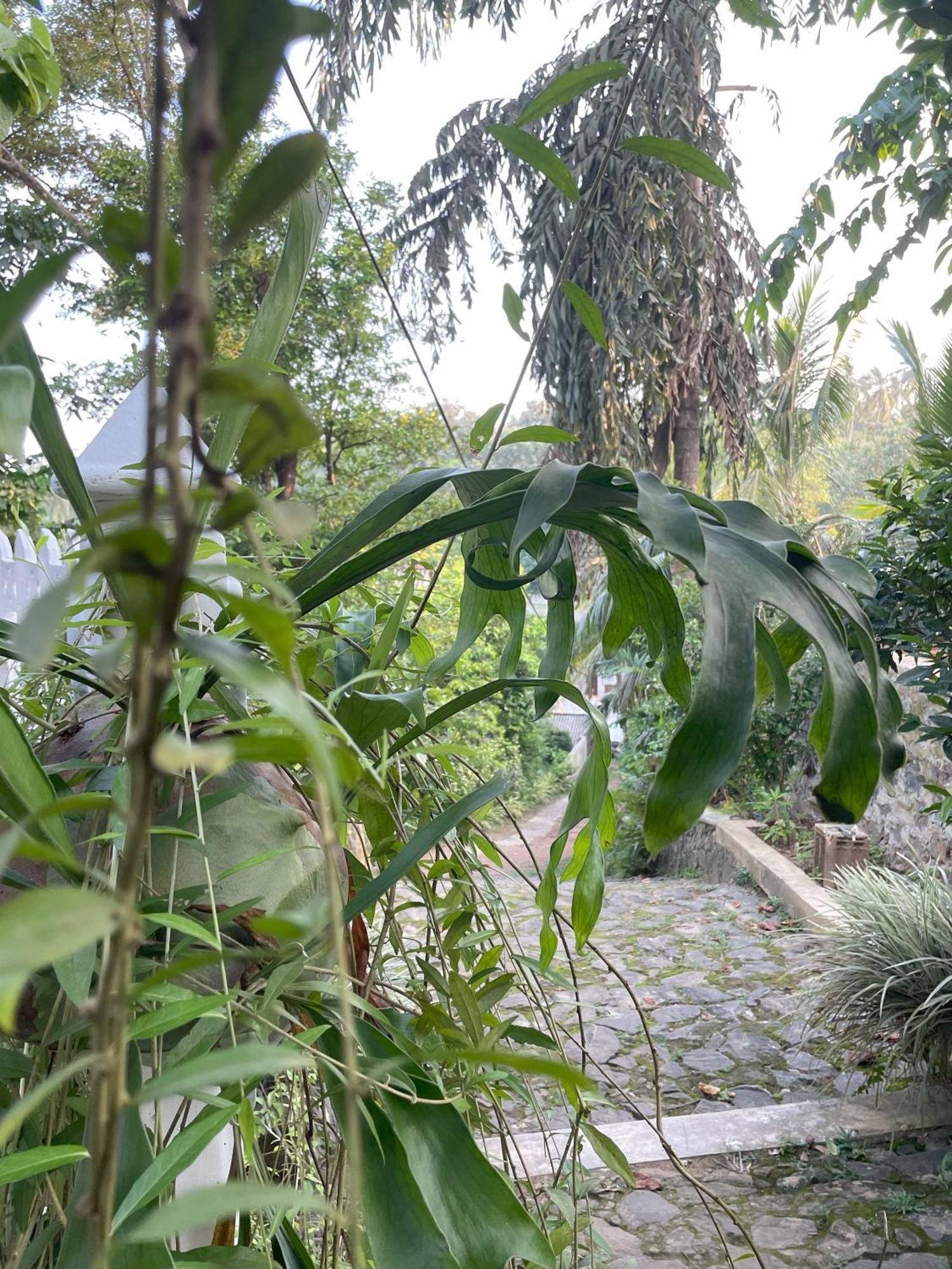 ホテル Eco Garden Hiriketiya ディックウェラ エクステリア 写真